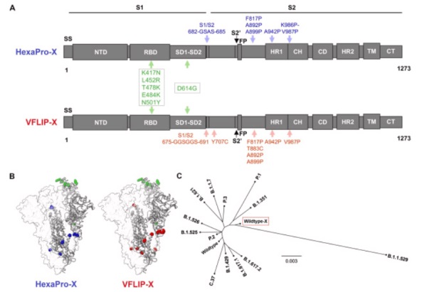 Ein zirkulärer mRNA-Impfstoffprototyp, der VFLIP-X-Spikes produziert, verleiht eine breite Neutralisierung von SARS-CoV-2-Varianten durch Mausseren