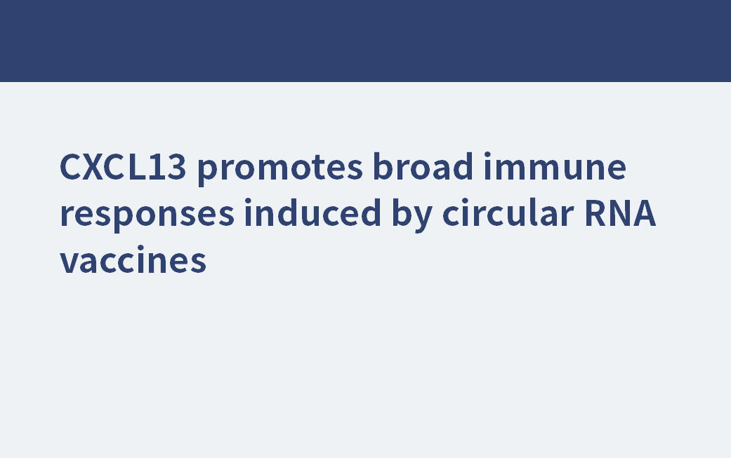 CXCL13 fördert breite Immunantworten, die durch zirkuläre RNA-Impfstoffe induziert werden