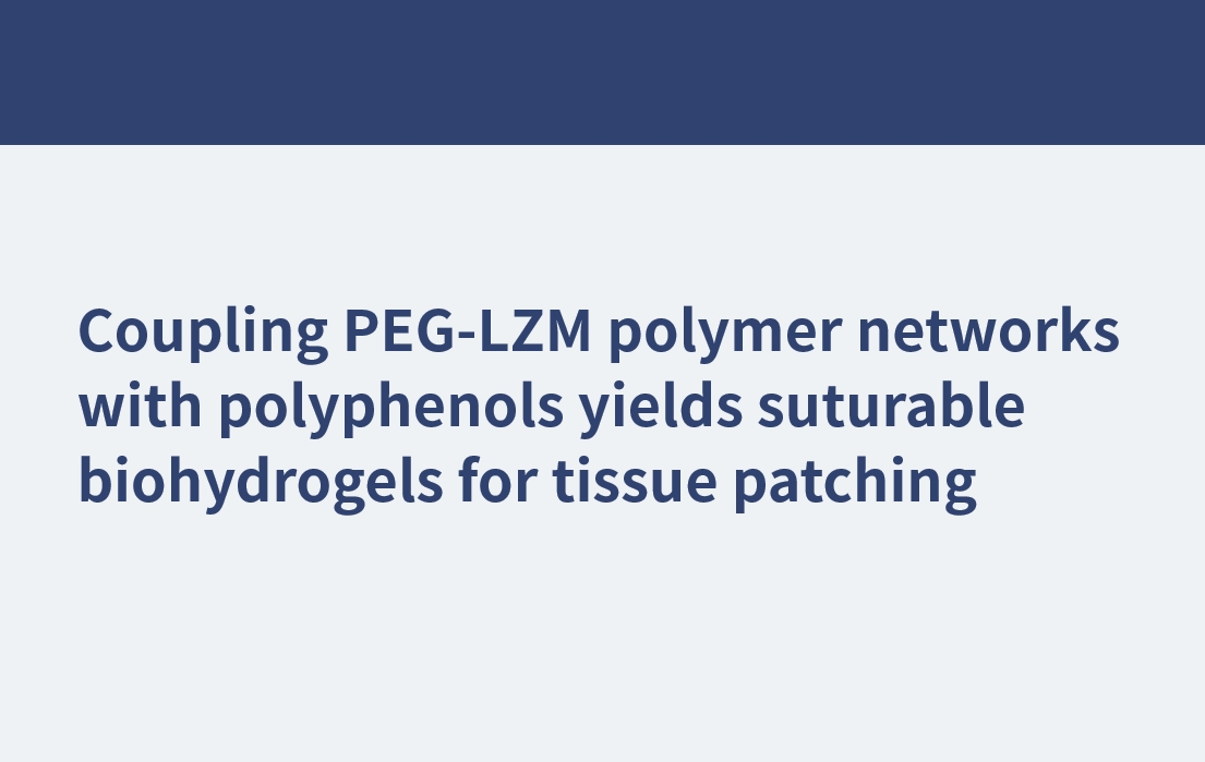 Durch die Kopplung von PEG-LZM-Polymernetzwerken mit Polyphenolen entstehen vernähbare Biohydrogele zur Gewebeflickung