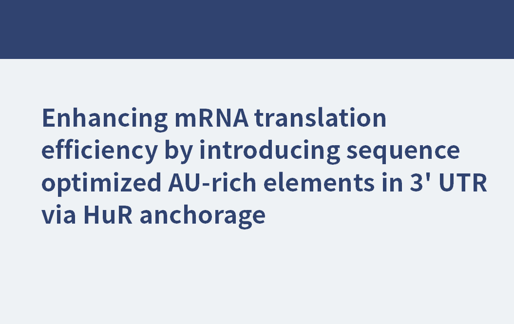 Steigerung der mRNA-Translationseffizienz durch Einführung sequenzoptimierter AU-reicher Elemente in der 3'-UTR mittels HuR-Verankerung