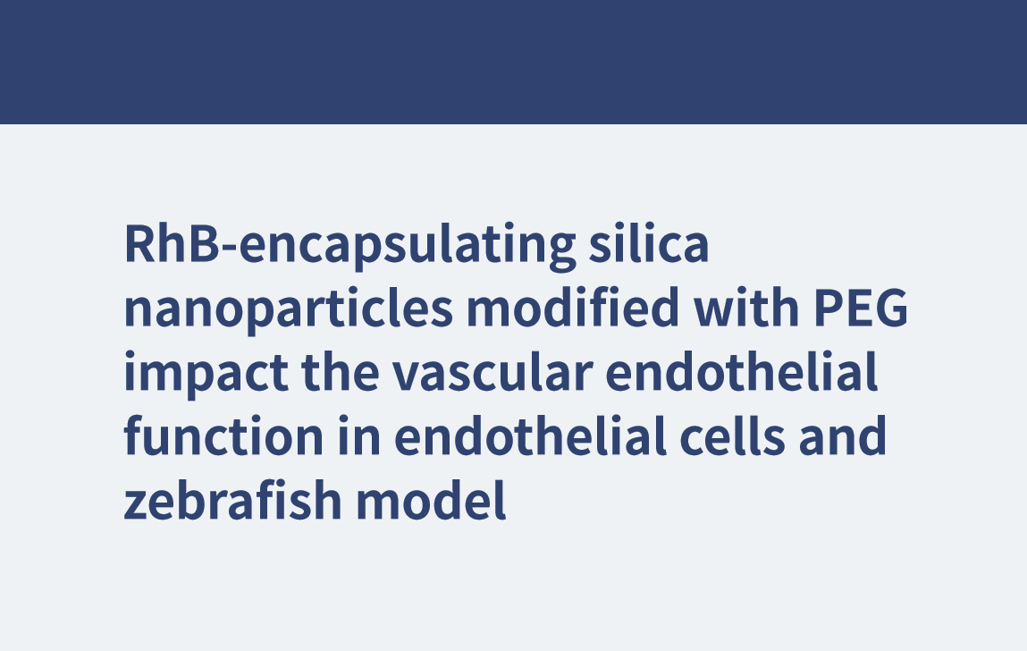 Mit PEG modifizierte RhB-verkapselnde Silica-Nanopartikel beeinflussen die vaskuläre Endothelfunktion in Endothelzellen und im Zebrafischmodell